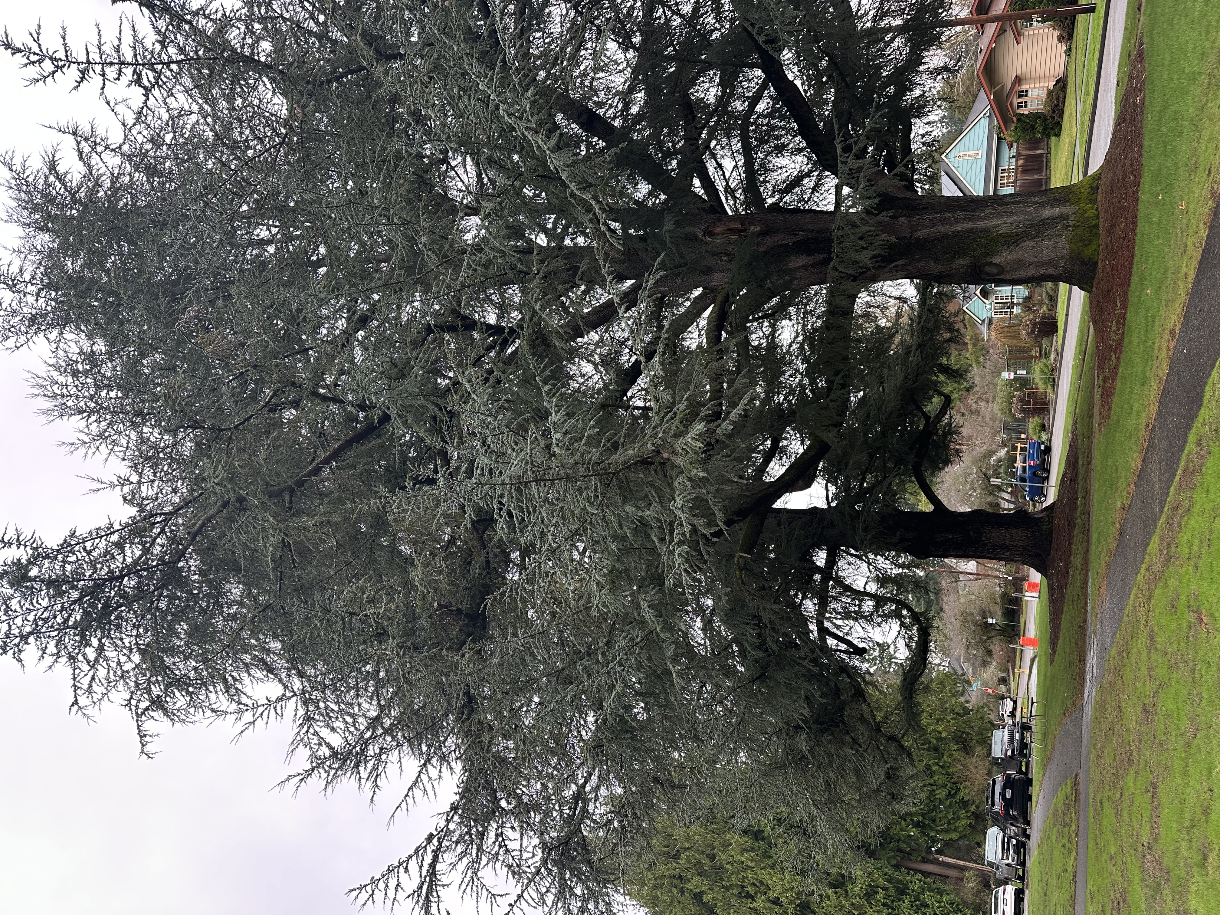 Blue Atlas Cedar trees at McCleary Mansion - among the largest in the United States